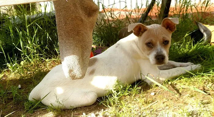 The Kindness Animal Hospital Picture 9
