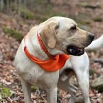 Rozzie May Animal Alliance Inc
