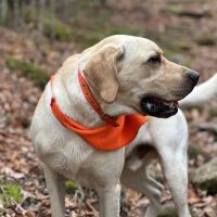Rozzie May Animal Alliance Inc ico