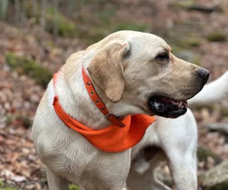 Rozzie May Animal Alliance Inc