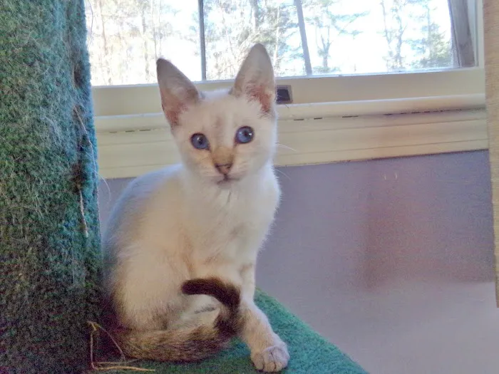 Rozzie May Animal Alliance Inc Picture 7