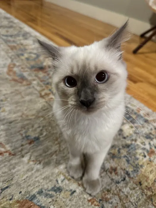 Rozzie May Animal Alliance Inc Picture 6