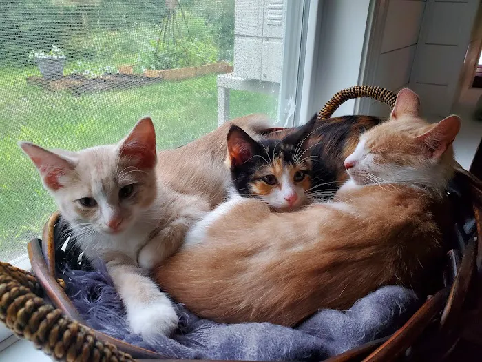 Rozzie May Animal Alliance Inc Picture 8