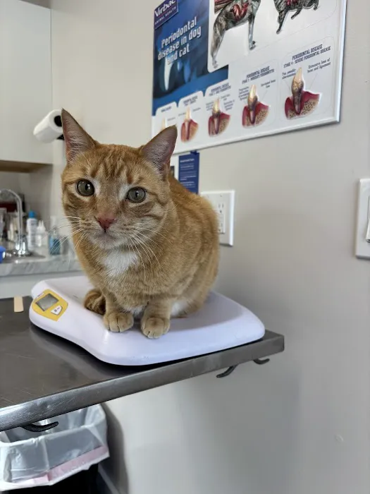 Valley Animal Hospital Conway, NH Picture 1