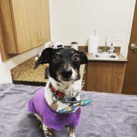 New England Veterinary Ophthalmology PLLC ico