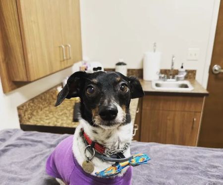 New England Veterinary Ophthalmology PLLC