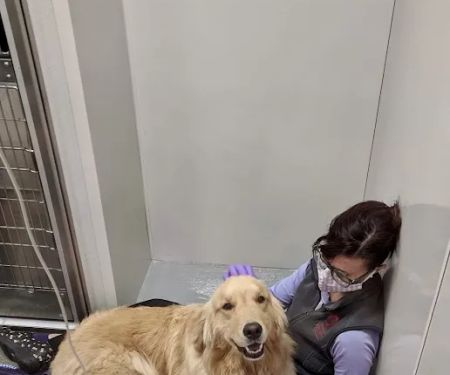 Veterinary Emergency Center of Manchester