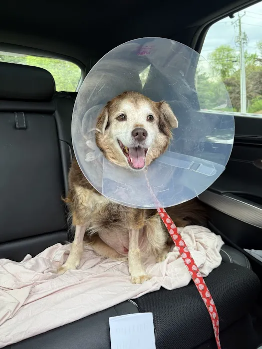 Veterinary Emergency Center of Manchester Picture 5