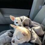 Lockridge Animal Hospital