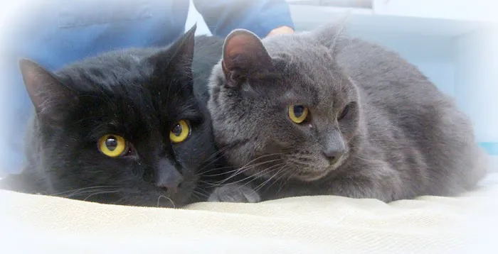 Lockridge Animal Hospital Picture 9
