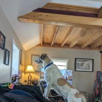 Tower Hill Animal Hospital ico
