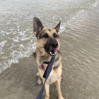 Acton Veterinary Clinic ico