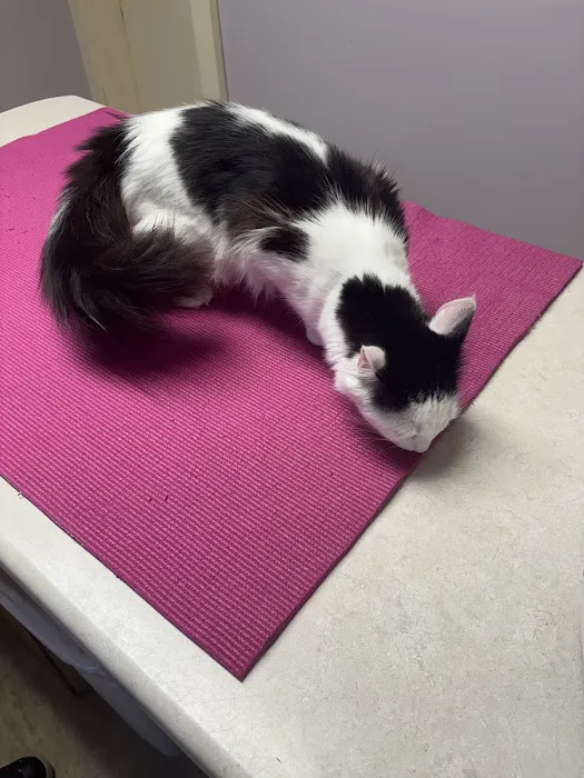 Acton Veterinary Clinic Picture 5