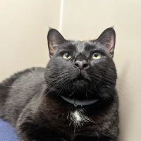 Norton Animal Hospital ico