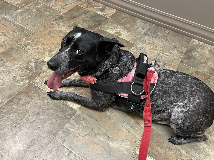 Norton Animal Hospital Picture 4