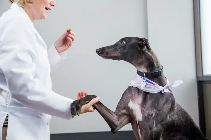 Veterinary Services of Westwood Picture 5