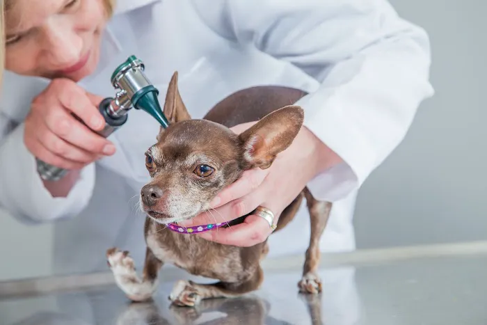 Veterinary Services of Westwood Picture 8