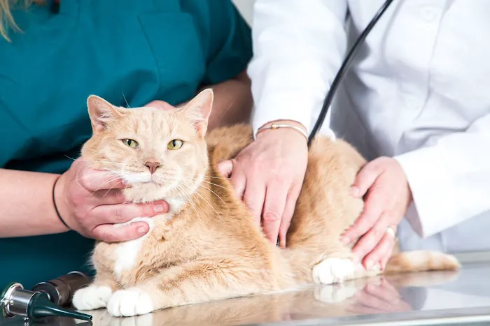 Veterinary Services of Westwood Picture 9