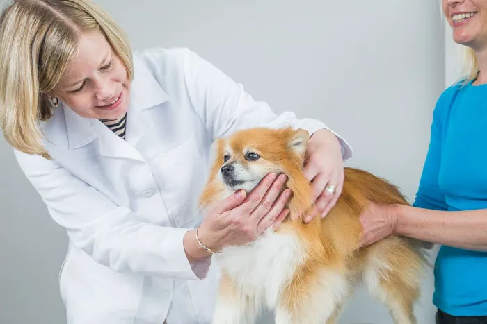 Veterinary Services of Westwood Picture 10