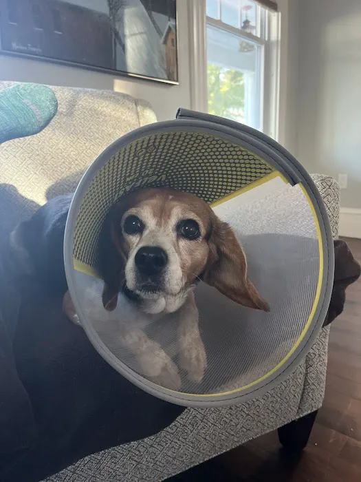 Veterinary Urgent Care Center - Dedham Picture 4