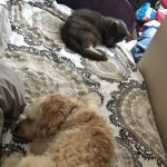 Animed Pet Hospital