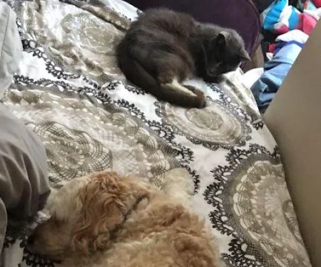 Animed Pet Hospital