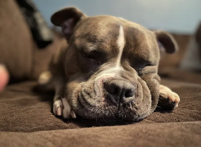Animed Pet Hospital Picture 4