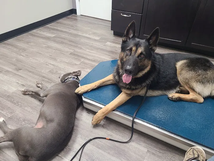 Animed Pet Hospital Picture 9