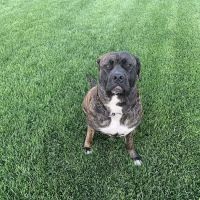 Banfield Pet Hospital ico