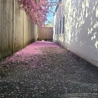 Chestnut Street Animal Hospital ico