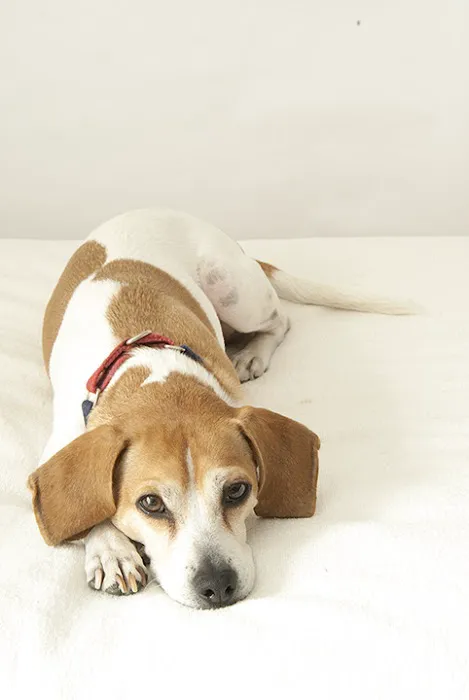 Chestnut Street Animal Hospital Picture 5