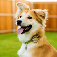 Dedham Veterinary Associates ico