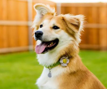 Dedham Veterinary Associates