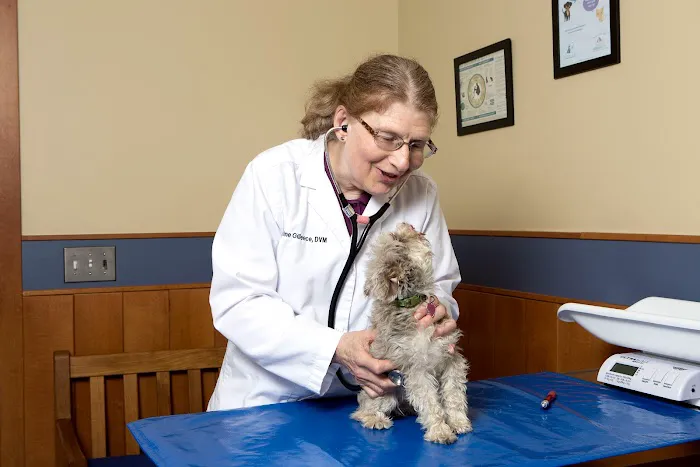 Dedham Veterinary Associates Picture 7