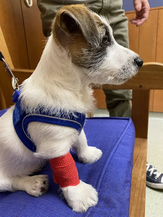Dedham Veterinary Associates Picture 5