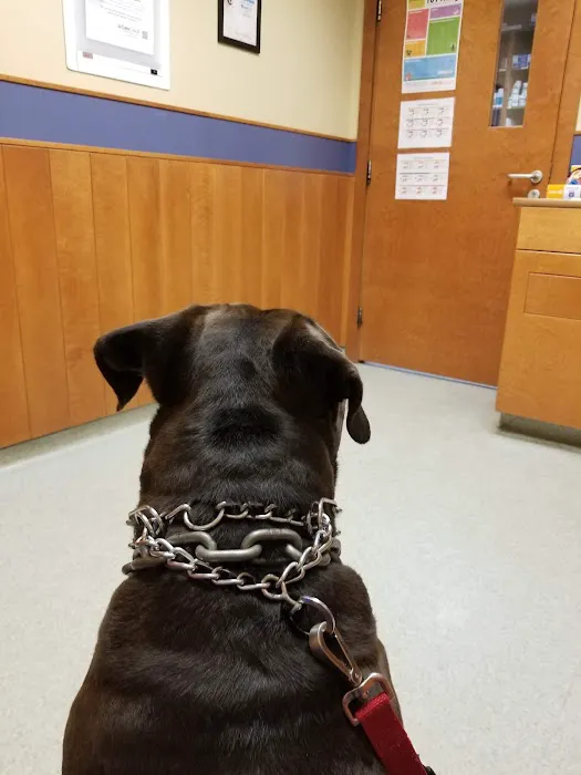 Dedham Veterinary Associates Picture 9