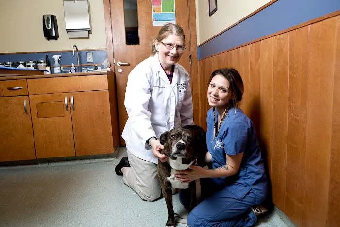 Dedham Veterinary Associates Picture 10