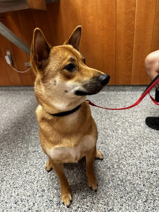 Dedham Veterinary Associates Picture 8