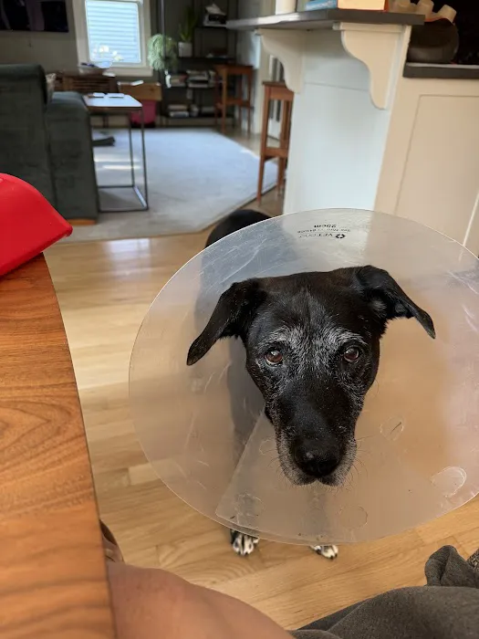 Boston Veterinary Specialists Picture 3