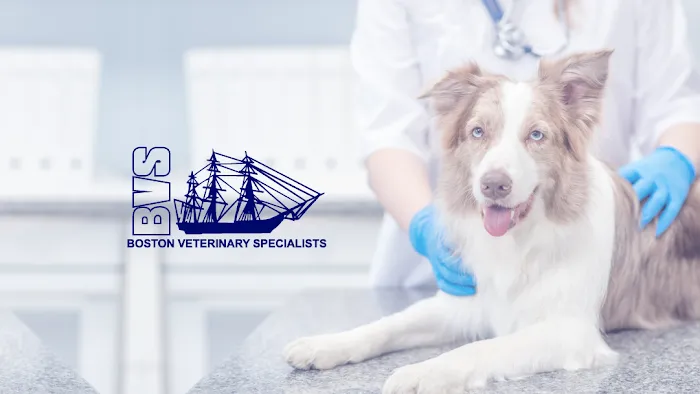 Boston Veterinary Specialists Picture 6