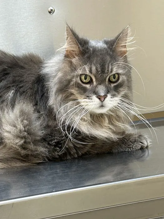 Dr. Wolf's Animal Medical Center Picture 2