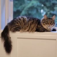 Dr. Wolf's Animal Medical Center ico