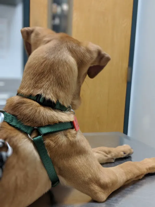 Canton Veterinary Hospital Picture 7