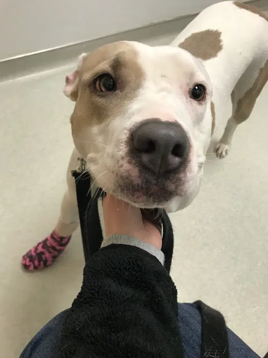Canton Veterinary Hospital Picture 2