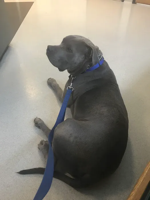 Canton Veterinary Hospital Picture 1