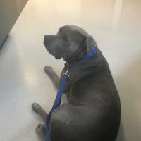 Canton Veterinary Hospital ico