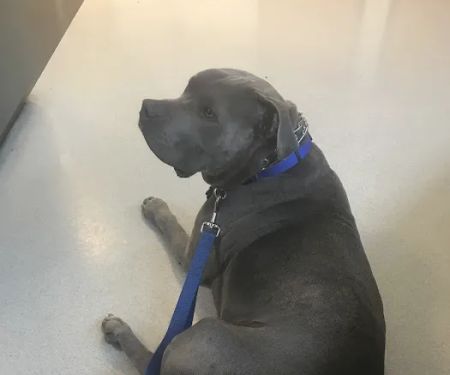 Canton Veterinary Hospital
