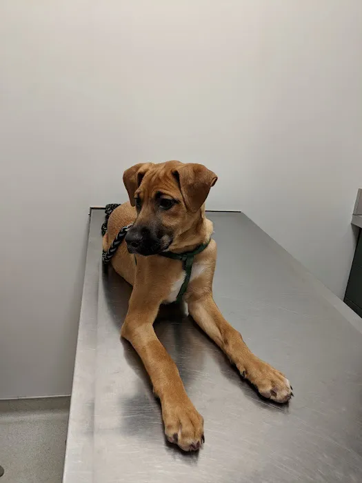 Canton Veterinary Hospital Picture 8