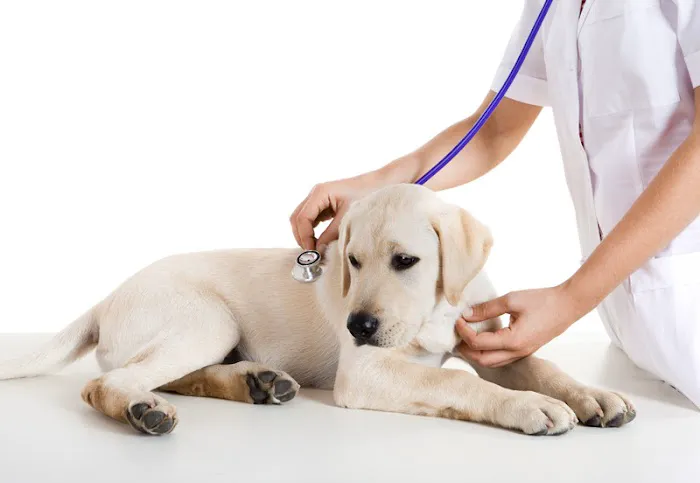 Mansfield Veterinary Health Center Picture 1