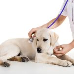Mansfield Veterinary Health Center